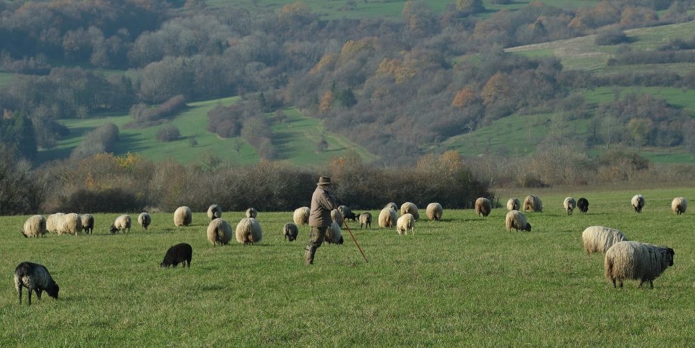 Schafe und Hirte Image